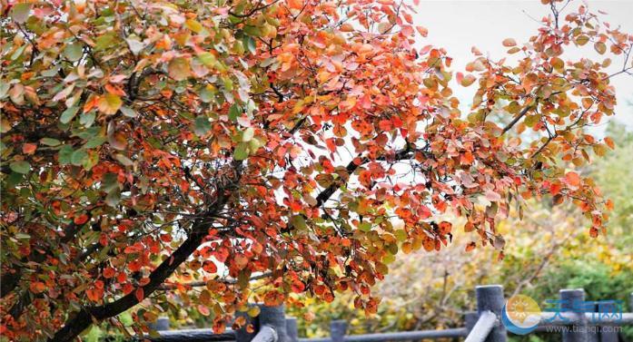 北京八达岭公园枫叶红 比去年提早一周文明观赏