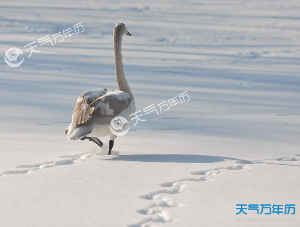 2018大雪纷飞高清图片 2018冬天下雪的唯美图片