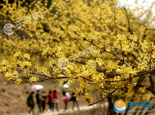 重阳节“插茱萸”指的是什么 为什么重阳节要插茱萸