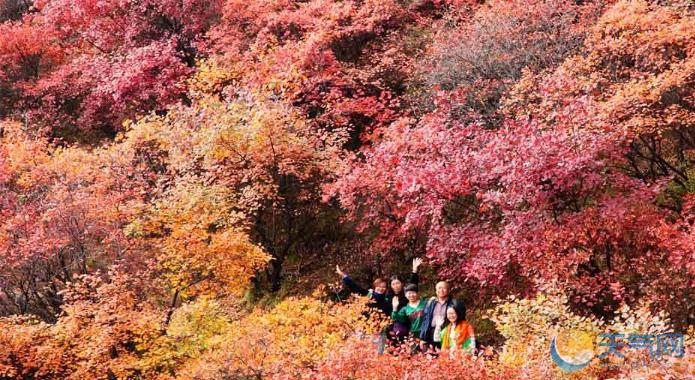 河北太行山“红”了：层林尽染现大面积红叶