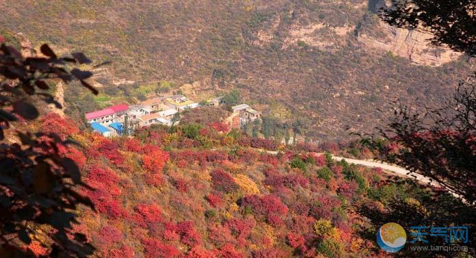 河北太行山“红”了：层林尽染现大面积红叶