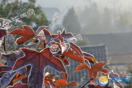 2018霜降节气图片大全 2018秋天下霜后的图片唯美