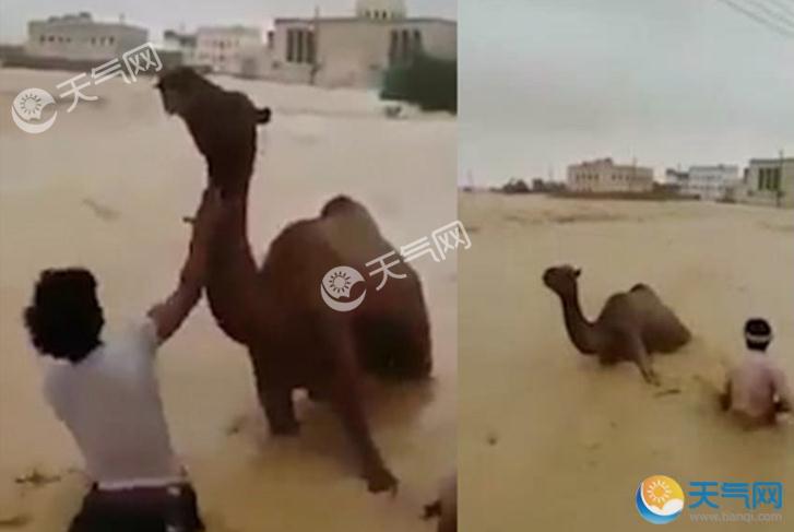当沙漠被洪水淹没：飓风卢班袭也门骆驼学会游泳