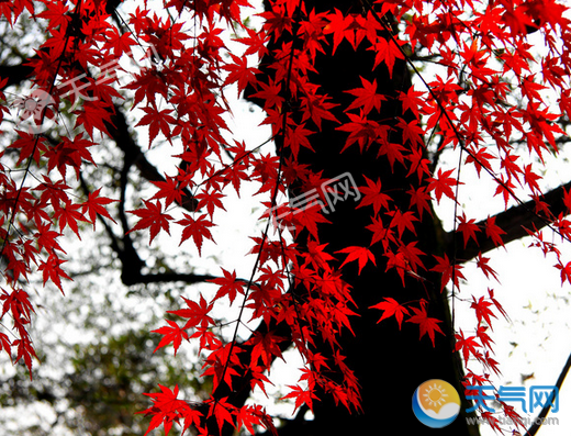 北京十月份去哪里旅游好2018年10月去北京赏“红黄”美景