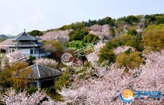 日本樱花在秋季盛开 可能是极端天气导致