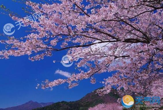 日本樱花在秋季盛开 可能是极端天气导致