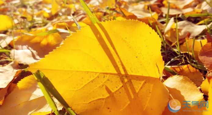 哈尔滨雨后天晴阳光洒满大地 黄叶斑斓秋意尚存