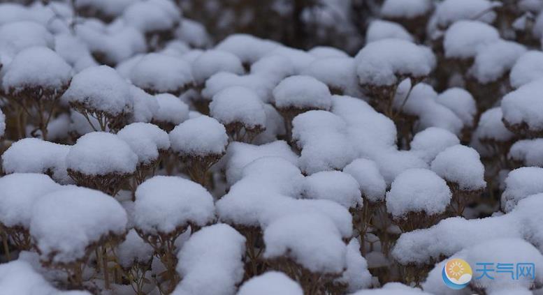 黑龙江大庆一夜雨雪 枝头压雪显冬日常态