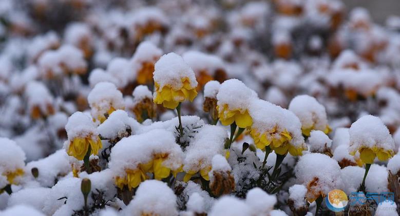 黑龙江大庆一夜雨雪 枝头压雪显冬日常态