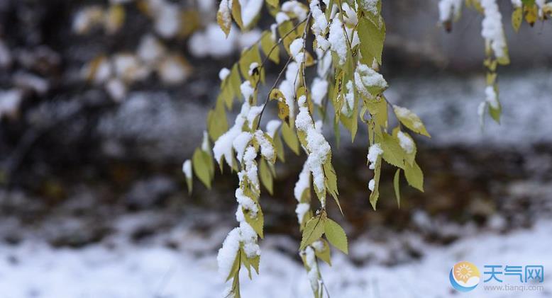 黑龙江大庆一夜雨雪 枝头压雪显冬日常态