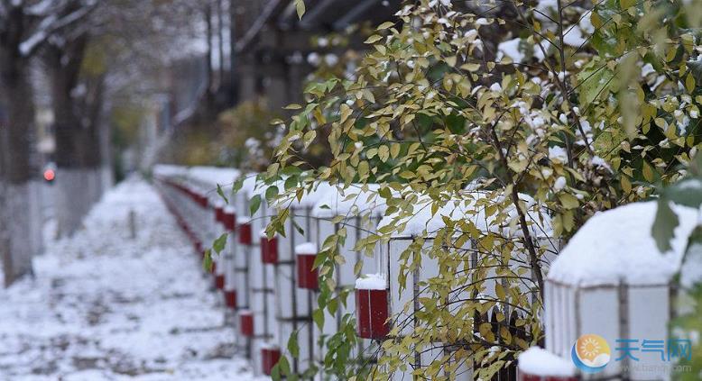 黑龙江大庆一夜雨雪 枝头压雪显冬日常态