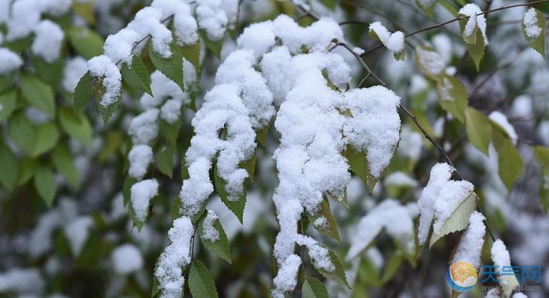 黑龙江大庆一夜雨雪 枝头压雪显冬日常态