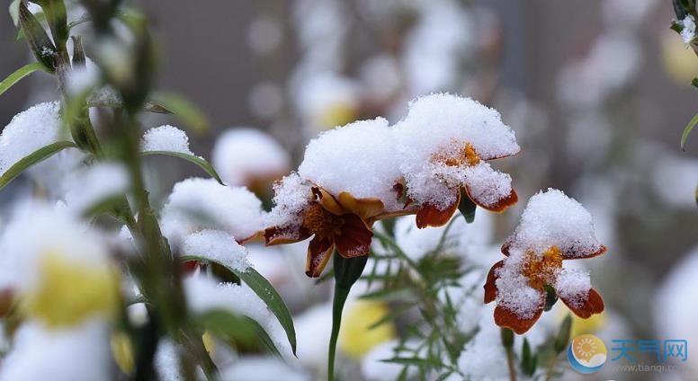 黑龙江大庆一夜雨雪 枝头压雪显冬日常态