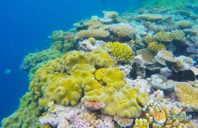 新研究：面对气候变化挑战仍存活的珊瑚品种出现