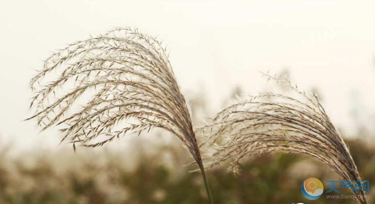 湖北武汉荻花盛放似雪 下午至黄昏观赏最佳