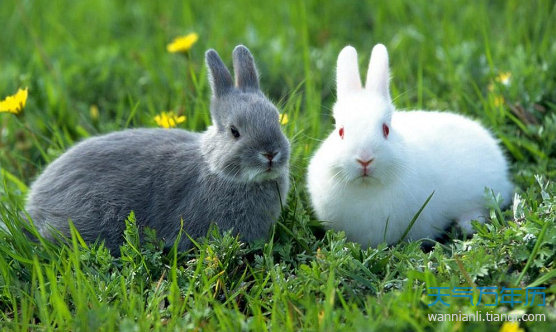 属兔的属相婚配表 属兔的和哪个属相比较相配
