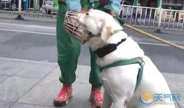 广东将立法规范养犬 不栓狗绳不戴嘴套要罚款