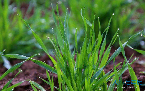 2019雨水是几月几号 雨水节气的含义是什么