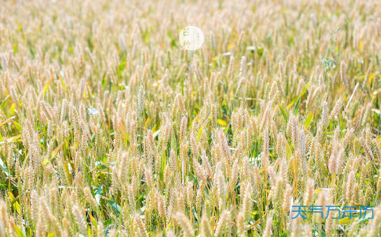 2019芒种是几月几日 今年芒种是哪一天