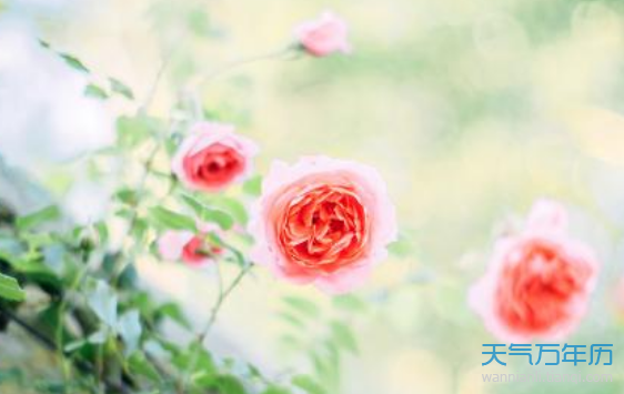 2019夏至是几月几日 今年夏至是哪一天