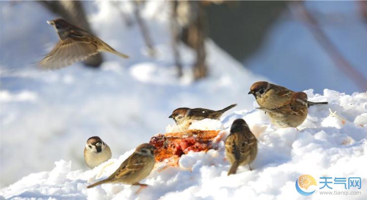 冬天的新疆雪都阿勒泰 皑皑白雪中鸟儿觅食栖息