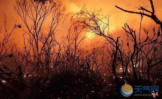澳大利亚昆士兰山火频发 中使馆提醒公民防范