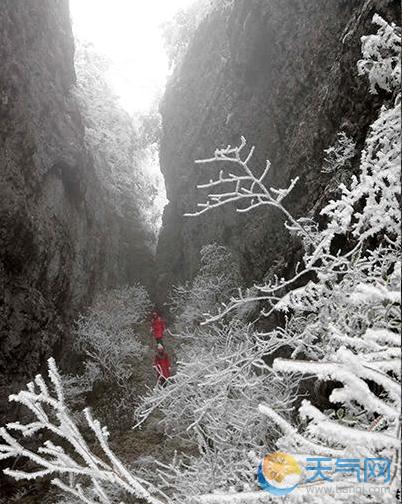 重庆黔江八面山冻雨持续 雾凇冰挂奇观吸引游人