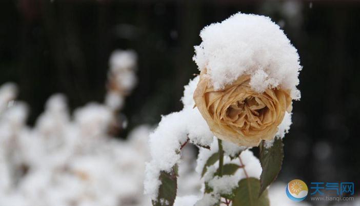 山东威海今再迎降雪 市民雪中出行风中俏丽