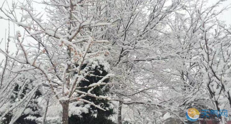 山东雪窝烟台再遇强降雪 今冬第二场大雪发暴雪蓝色预警