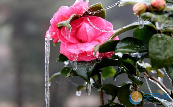 雨凇是怎么形成的 雨凇和雾凇区别是啥