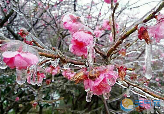 雨凇是怎么形成的 雨凇和雾凇区别是啥