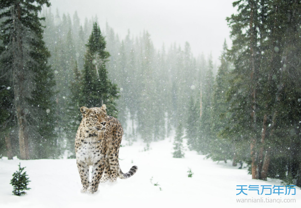 2019小寒节气风景简笔画 2019小寒节气冰天雪的美景