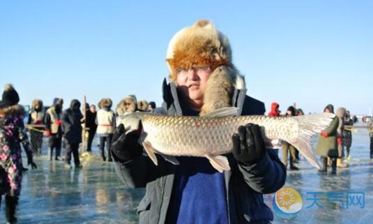 查干湖冬捕头鱼拍出天价 一条鱼等于一套房