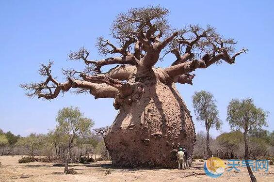 科学家：气候变化致非洲生命之树相继死亡