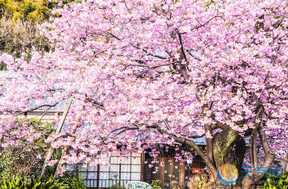 2019春节日本旅游攻略 春节去日本泡汤赏樱花