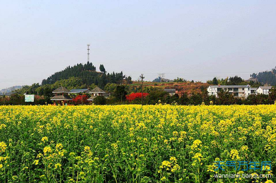 2019潼南油菜花什么时候开 重庆潼南油菜花节2019