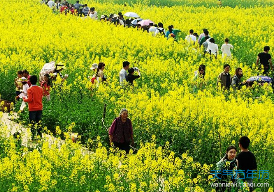 2019重庆油菜花什么时候开 2019重庆潼南油菜花节攻略