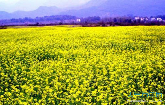 2019开封油菜花什么时候开 2019河南赏花时间表