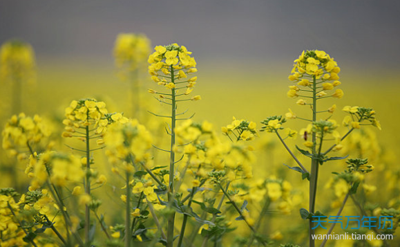 2019油菜花什么时候开 2019年全国各地油菜花开花时间