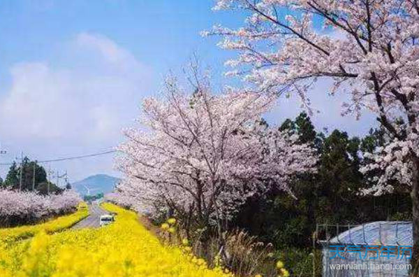 2019广元柏林古镇樱花节