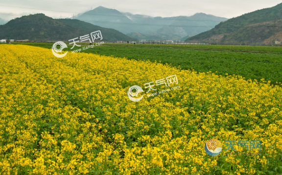 温州瑞安桐浦油菜花(图片均来自网络,侵权请联系删除)