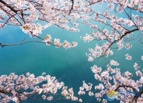 2020上海樱花节时间地点及门票 2020上海顾村公园樱花节攻略大全