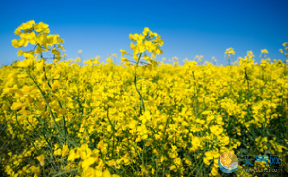 2020泰州油菜花什么时候开 泰州油菜花节2020时间门票