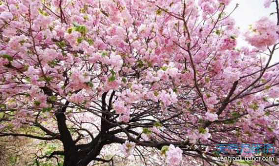 2019宁波樱花节什么时候 2019宁波樱花节(时间 地点 门票)