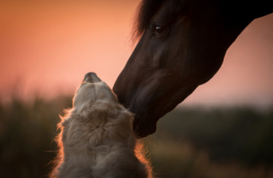 狗和马相配婚姻如何 属狗和属马的在一起是最佳配偶吗