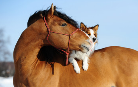 狗和马相配婚姻如何 属狗和属马的在一起是最佳配偶吗