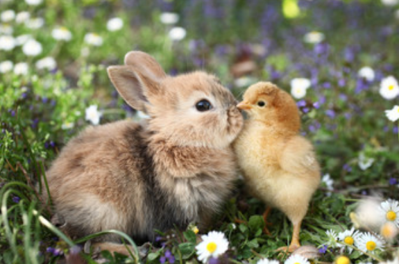 鸡和兔子属相合不合 属兔的和属鸡的相配吗