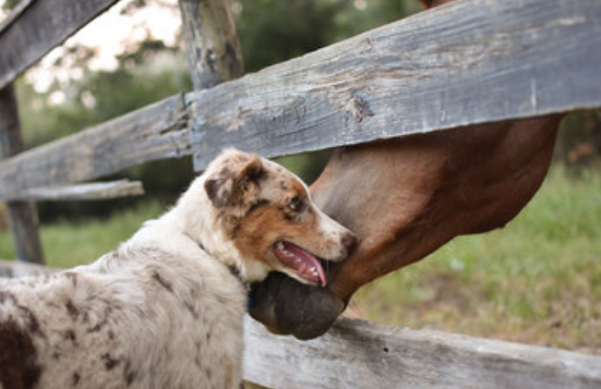 马和狗相配婚姻如何 马和狗在一起好不好