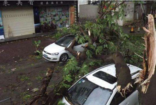 台风砸坏车保险赔吗 台风天车子被树砸了保险赔吗