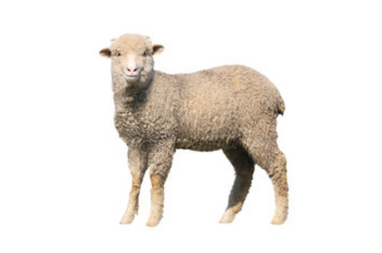 属羊人2019年运势 2019年属羊人全年运势运程（最新版）